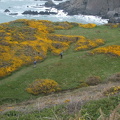 Henna Cliff