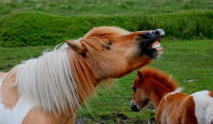 Dartmoor Ponies - Mother and Foal