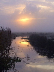 Exminster Marshes on a Misty Morn